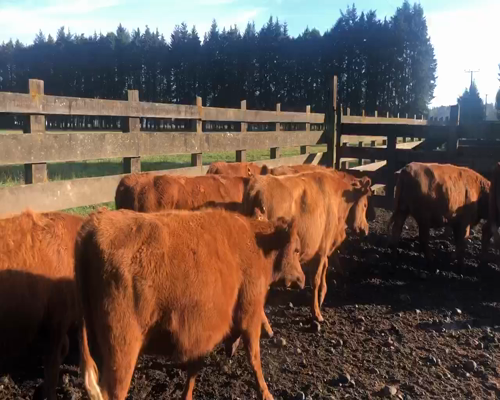 Lote 37 Vaquilla Engorda en Frutillar, X Región Los Lagos