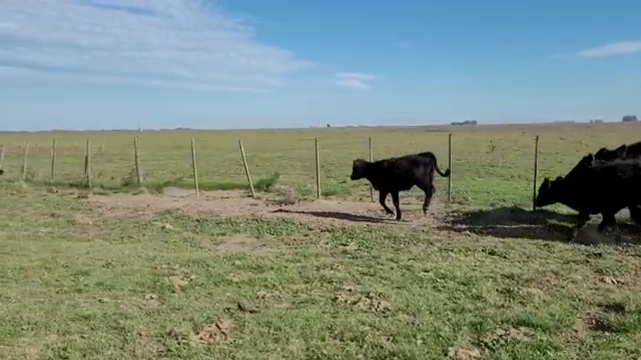 Lote 60 Terneros/as en Coronel Pringles, Buenos Aires