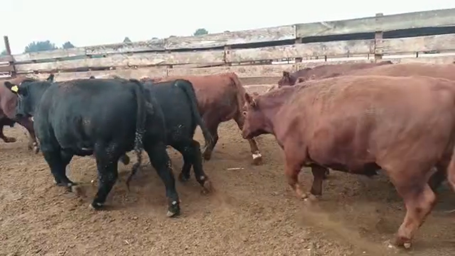 Lote 20 Novillo Gordo en Los Ángeles, VIII Región Biobío