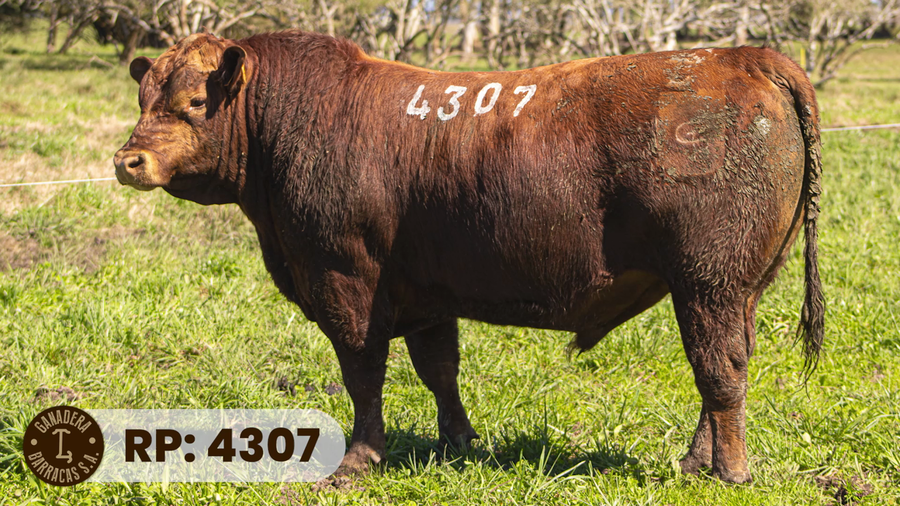 Lote RP 4307