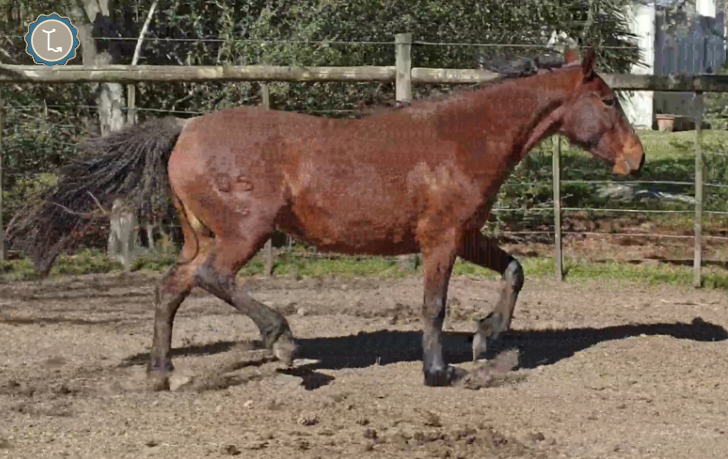 Lote GARDELIANA MOLLES