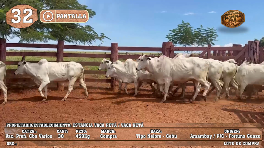 Lote LOTE 32 - POR PANTALLA