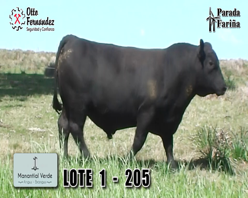 Lote LOTE 1