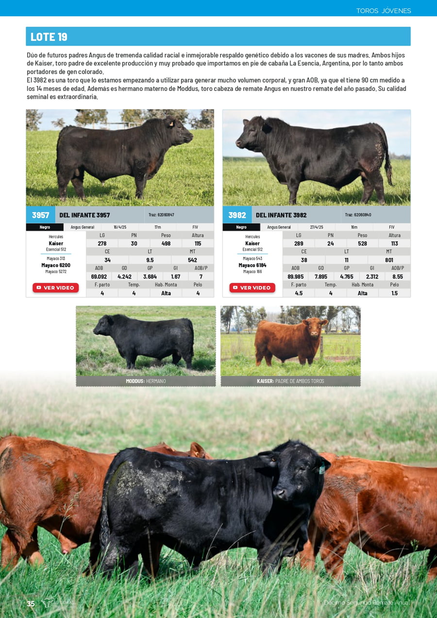 Lote Lote 19