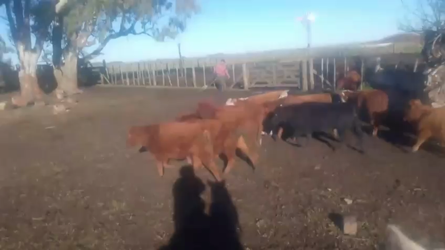 Lote 18 Terneros/as en Olavarria