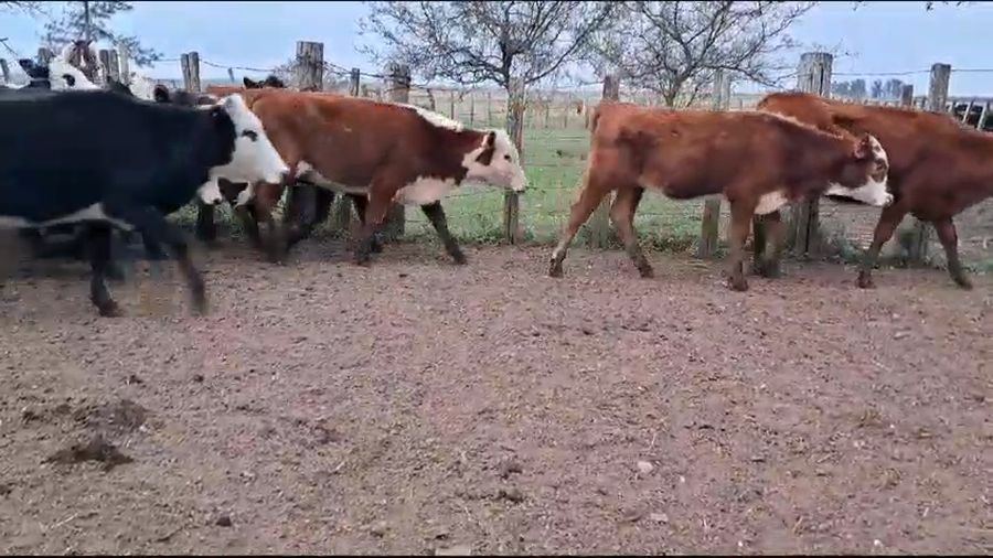 Lote 16 Terneras 4 HE,  3 RA,  2 AA,  7 HE x AA a remate en Pantalla Expo Salto - Daniel Medina 173kg -  en COL. E. ACEVEDO. KM 594 RUTA 3, 8 KM AL OESTE