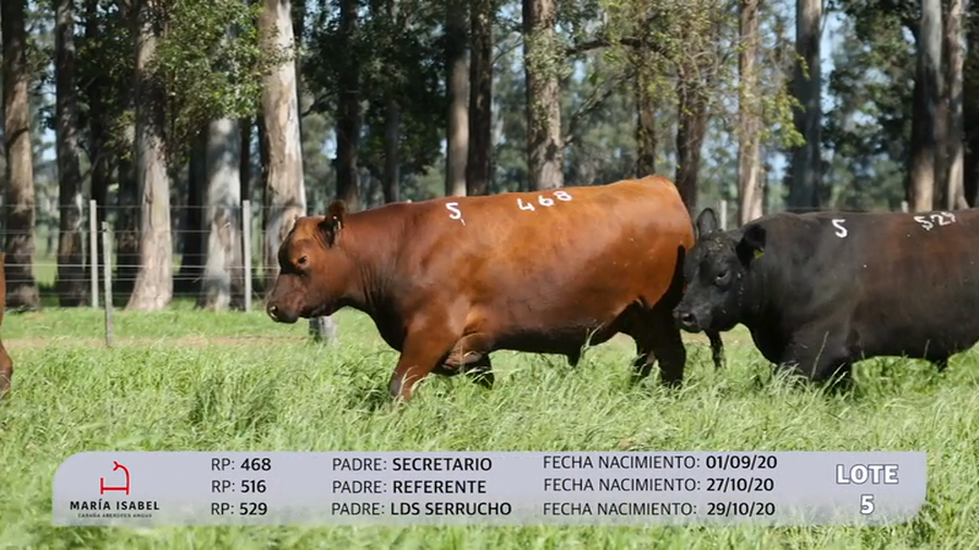 Lote 3 Toros PI a remate en Maria Isabel - Otto Fernandez, Artigas