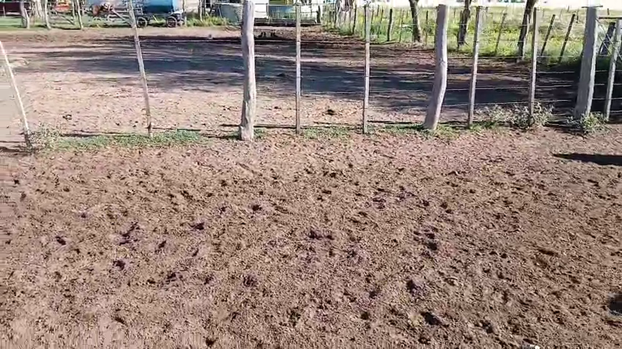 Lote 70 Terneros en La Pampa, Guatraché