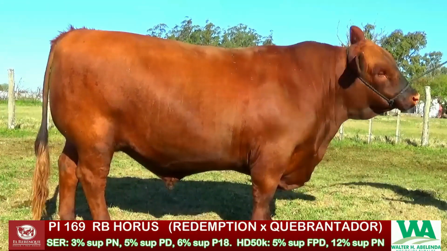 Lote Toros a remate en ANGUS EL REBENQUE, Florida
