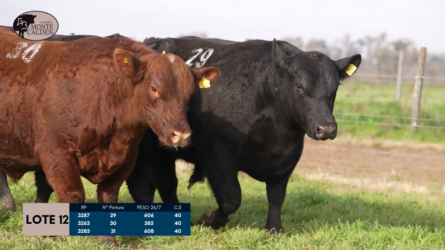 Lote Toros Puro controlado