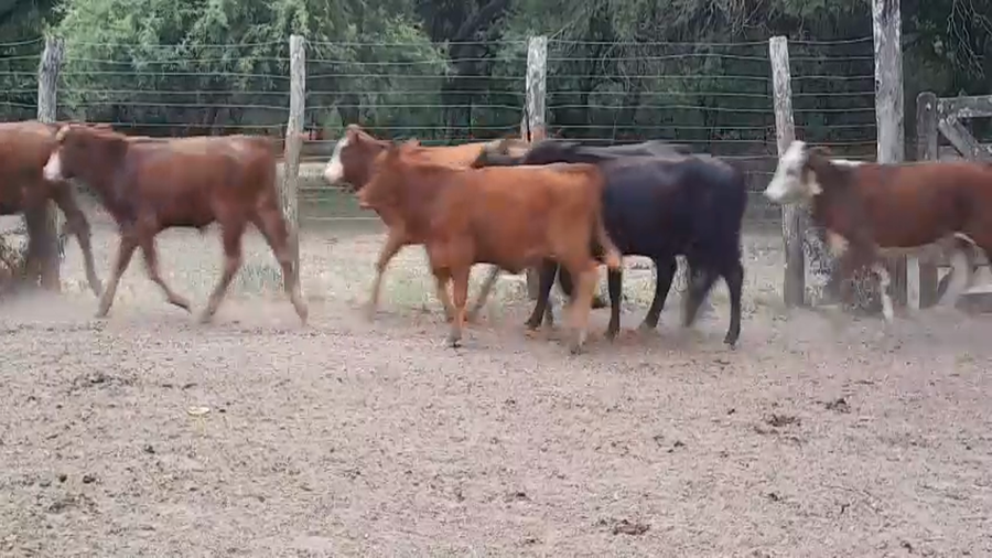 Lote 110 Terneros/as
