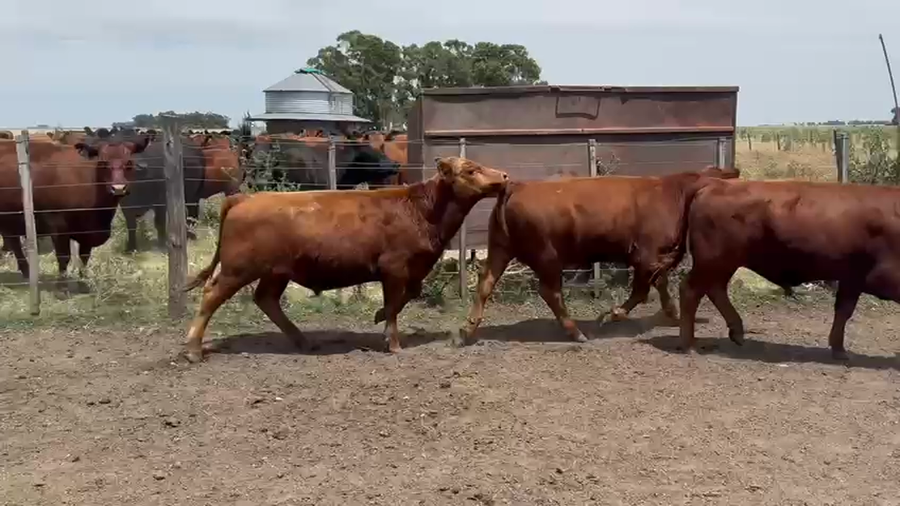 Lote 12 Terneros en Benito Juarez