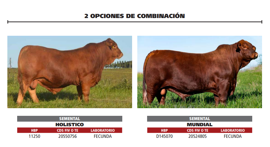 Lote LOTE 7