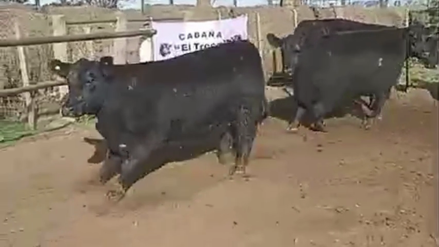 Lote Vaquillonas PC parición primavera Cabaña "El Trece" de Oscar palos