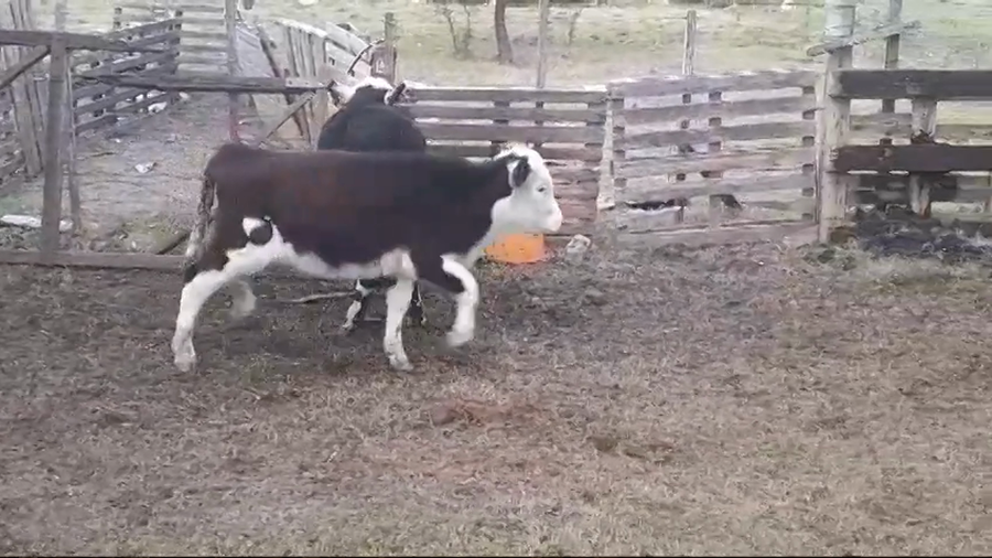 Lote (Vendido)2 Terneros Hereford a remate en #45 Pantalla Carmelo  110kg -  en Radial Conchillas