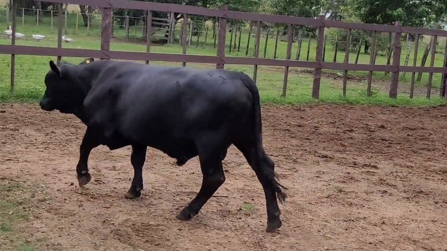 Lote Toros T. Brangus Negro a remate en Remate de Reproductores, Asunción