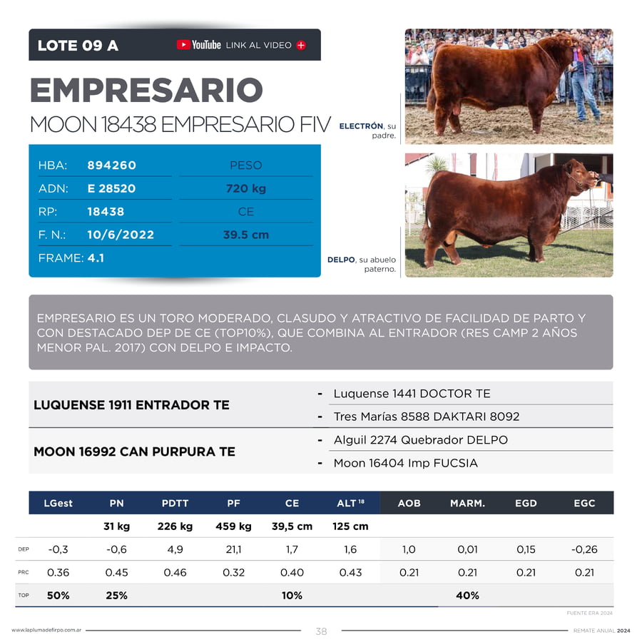 Lote TOROS PP DESTACADOS