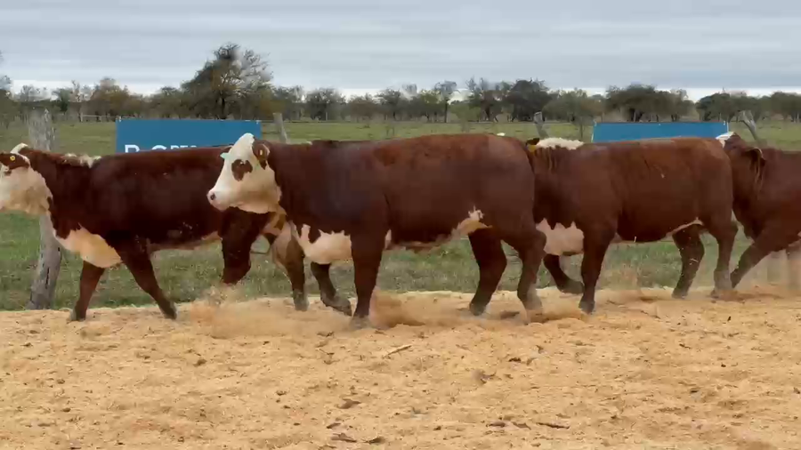 Lote Cabaña Olazul SA