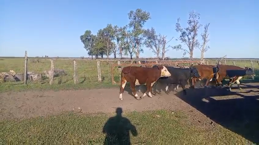 Lote 90 Novillitos