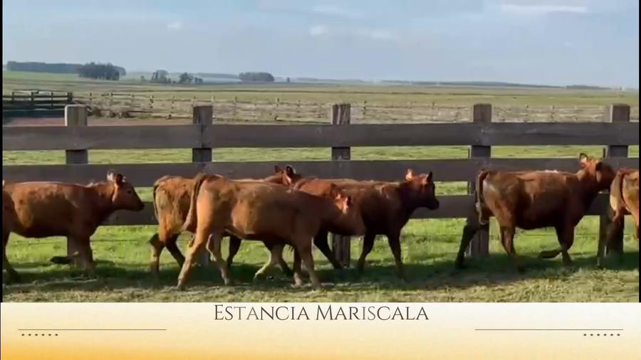 Lote 10  terneras Red Angus de 1 año