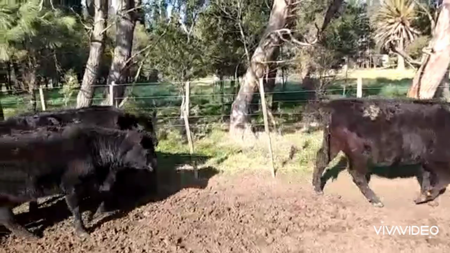 Lote 60 Terneros/as en Coronel Pringles, Buenos Aires