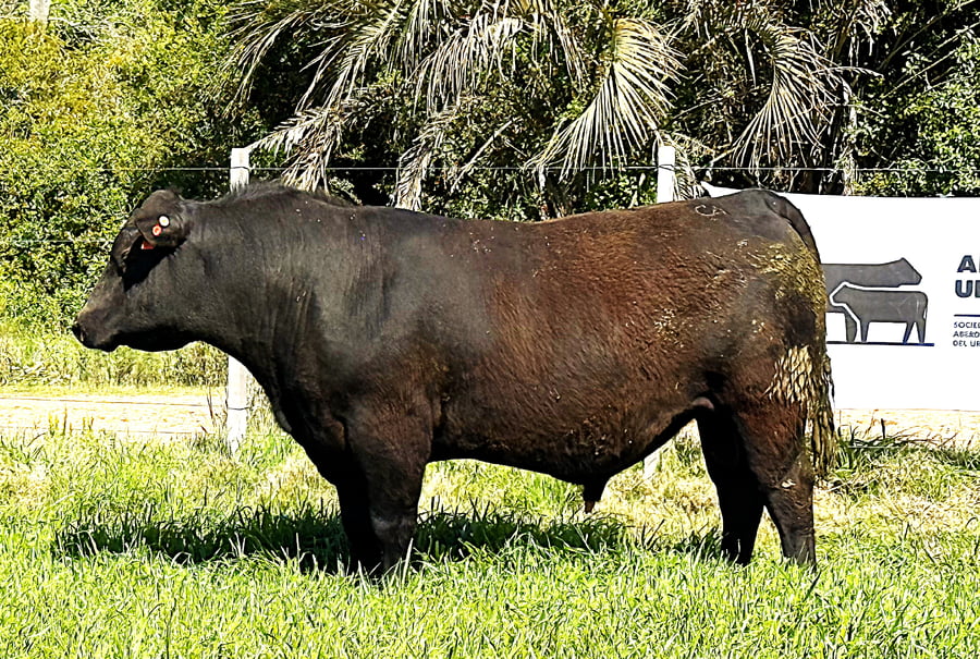 Lote Toros a remate en 4º Remate Don Nestor, Rocha