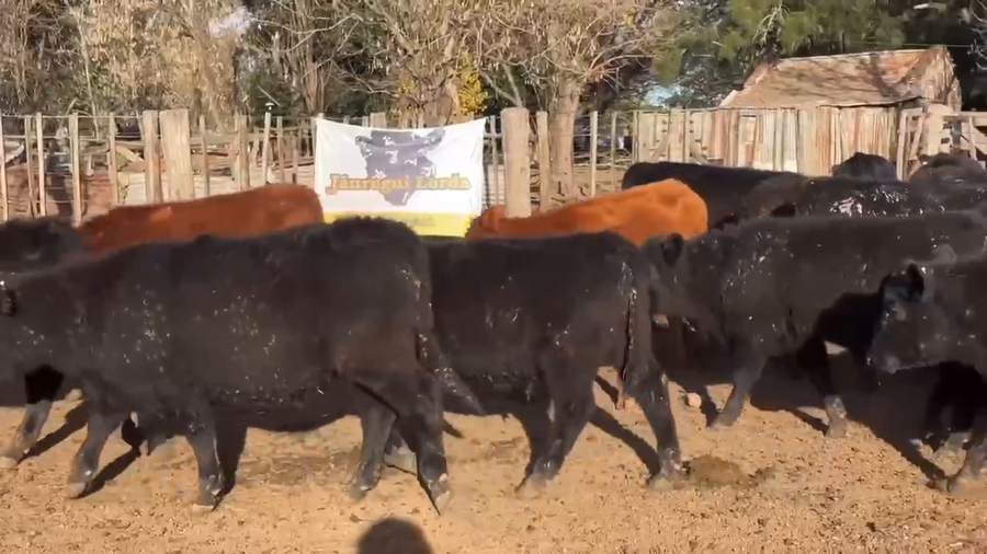 Lote 50 Terneros en Gral. Paz, Buenos Aires