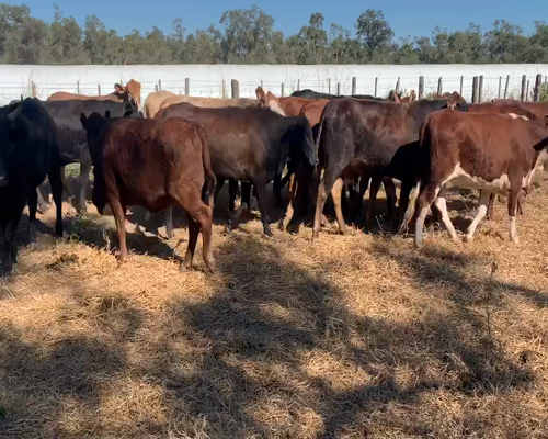 Lote 59 Vaquillonas en Los Pirpintos, Santiago del Estero