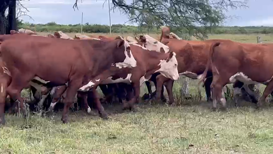 Lote 35 Vacas usadas preñadas en Corrientes, Mariano I. Loza