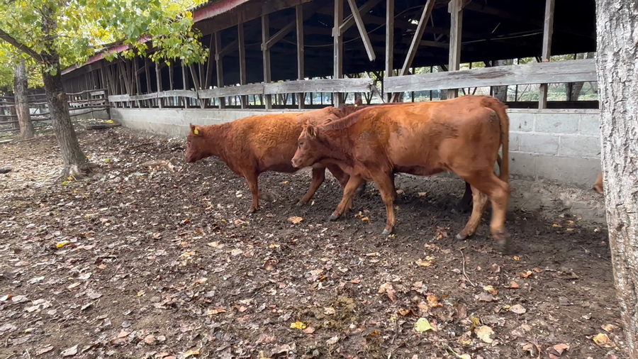 Lote 40 Vaquilla Engorda en Chillán, XVI Región Ñuble