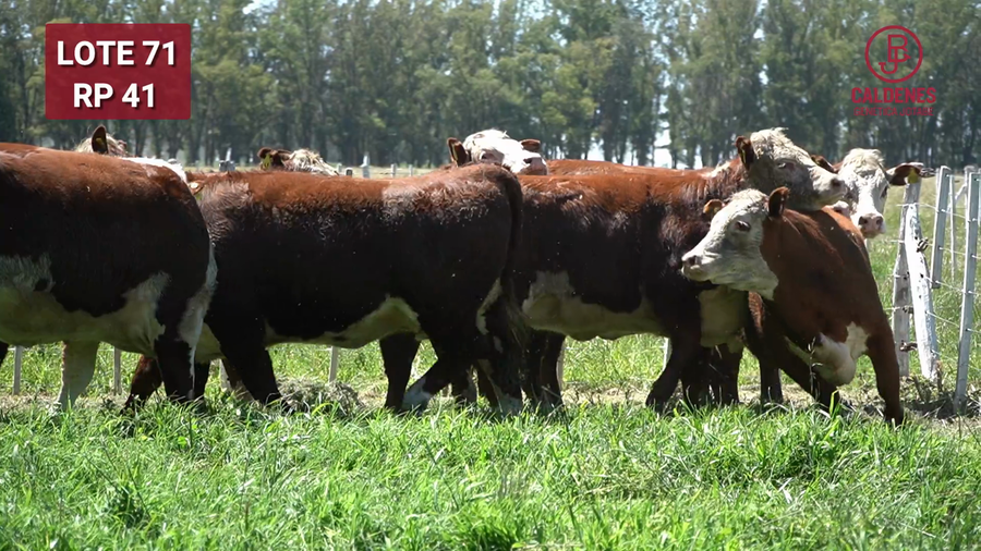 Lote VAQUILLONAS PREÑADAS RG x IA  -PARICION OTOÑO 2026-