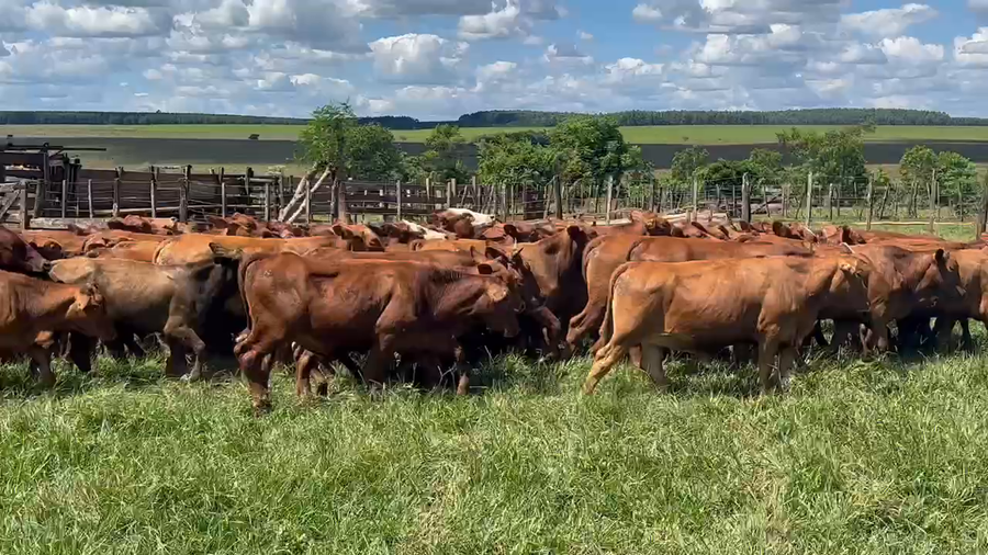 Lote 90 Vaquillonas en San Carlos, Corrientes