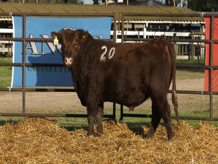 Lote TOROS ANGUS COLORADOS PC