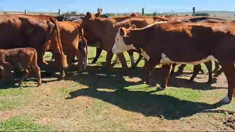 Lote 28 piezas de cria hereford y cruzas