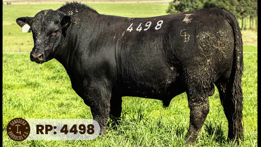 Lote RP 4498