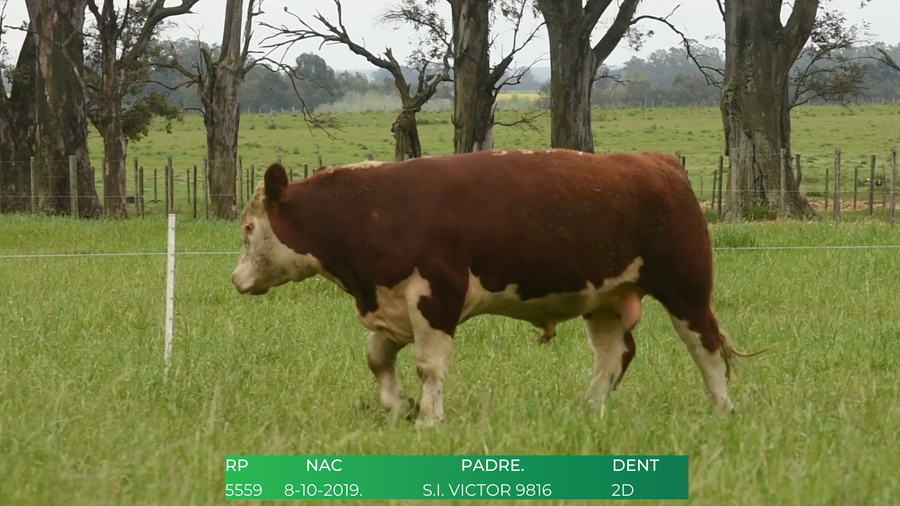Lote Toros POLLED HEREFORD a remate en 4º  Remate  Anual Cabaña El Treból en Liga de Trabajo de Guichón