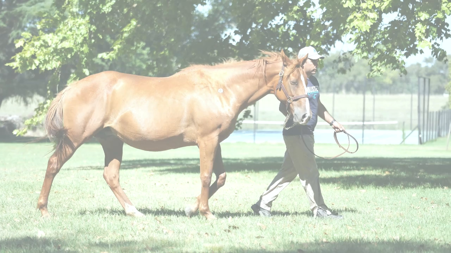 Lote BESUQUEIRA INC (INCLUDE -  SHY BESADA) preñez de GIDU