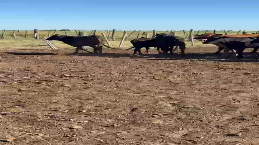 Lote 22 Terneras