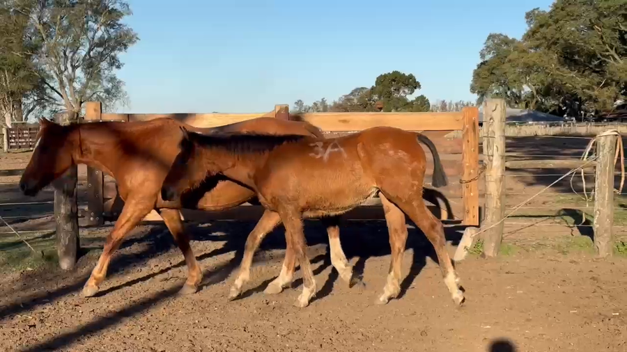 Lote 4 Yeguas en Curuzú-Cuatiá, Corrientes