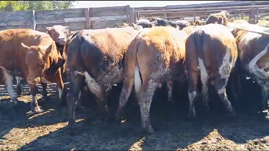 Lote 20 Novillo Gordo en Los Ángeles, VIII Región Biobío