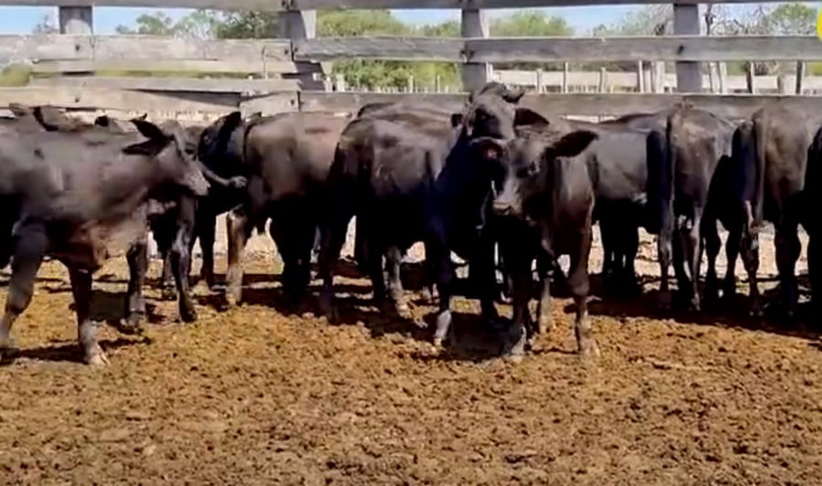 Lote Lote 6