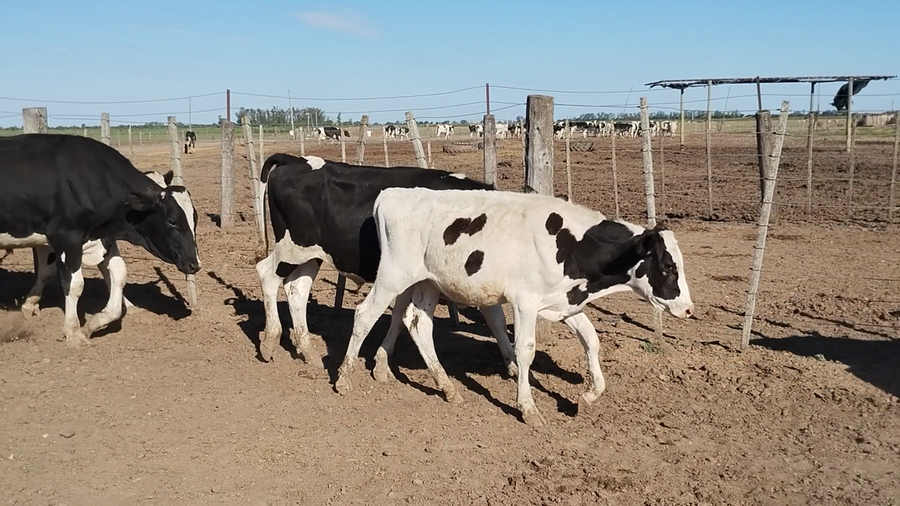 Lote 16 Novillitos Holando Argentino en La Paquita, Córdoba