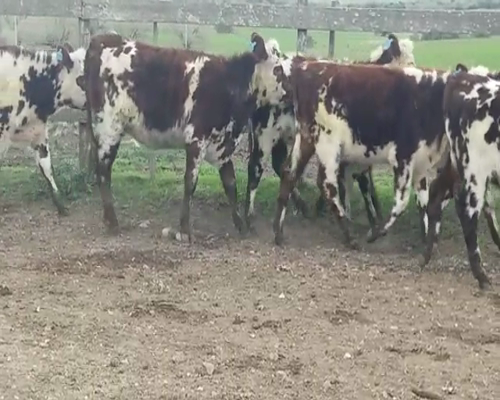 Lote (Vendido)7 Terneras NO 230kg -  en TARARIRAS