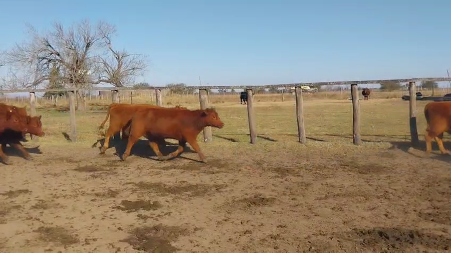 Lote 31 Vaquillonas preñadas