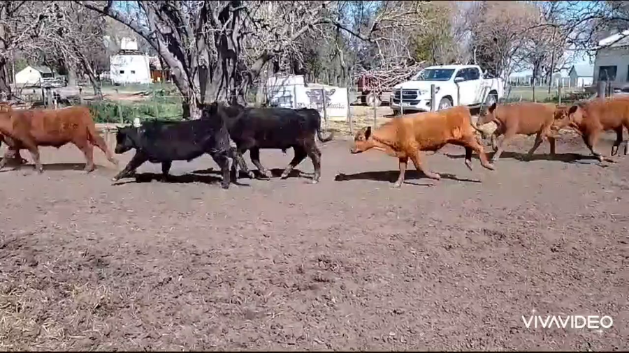 Lote 53 Terneros