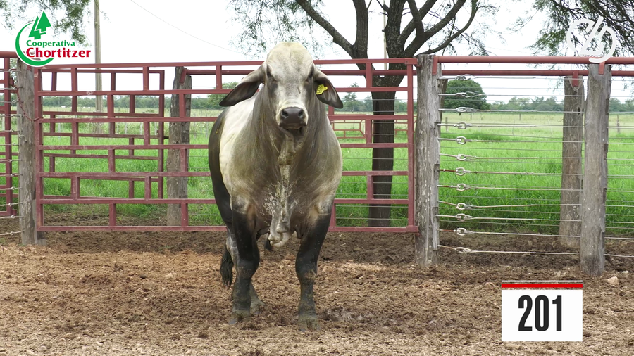 Lote Brahman