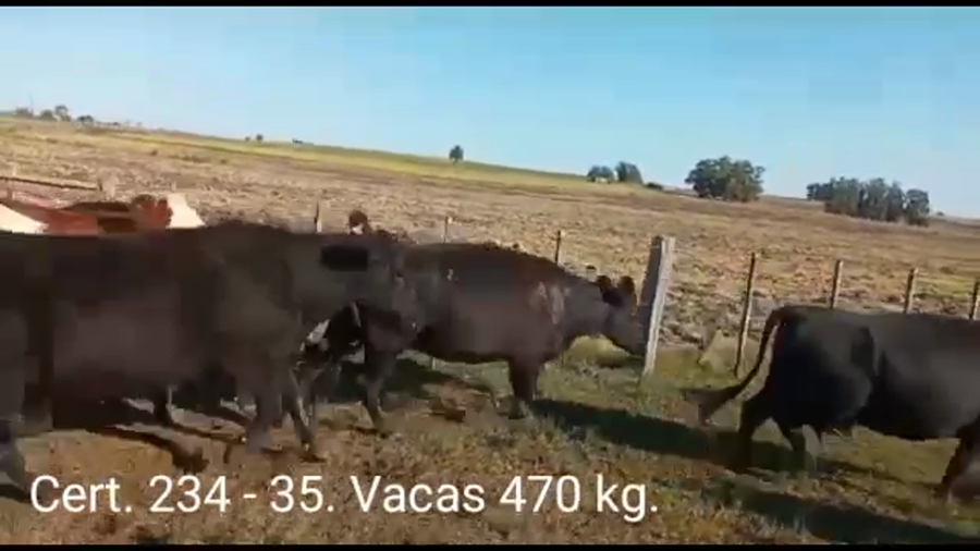 Lote VACAS PREÑADAS
