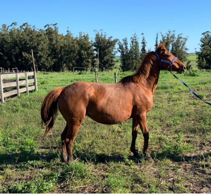 Lote PRINCIPESSA HDT