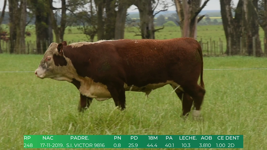 Lote Toros POLLED HEREFORD a remate en 4º  Remate  Anual Cabaña El Treból en Liga de Trabajo de Guichón