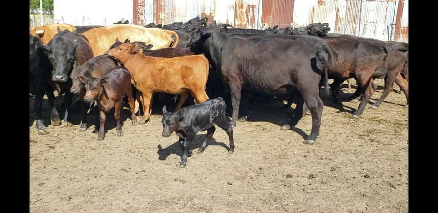 Lote 27 Vacas nuevas C/ cria en Villaguay, Entre Ríos